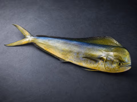 Coryphaena hippurus, Mahi-mahi