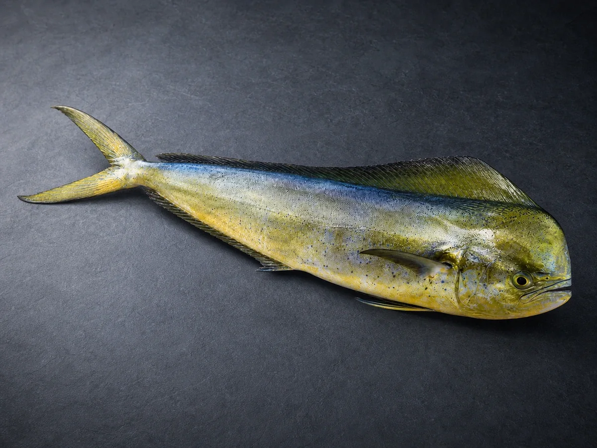 Coryphaena hippurus, Mahi-mahi